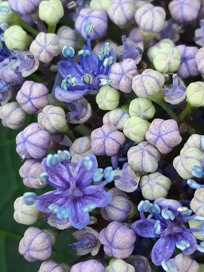 Fleur mauve
